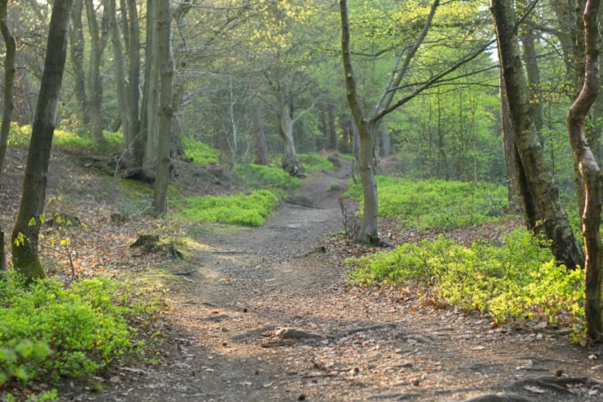 SURREY HILLS GRAVEL