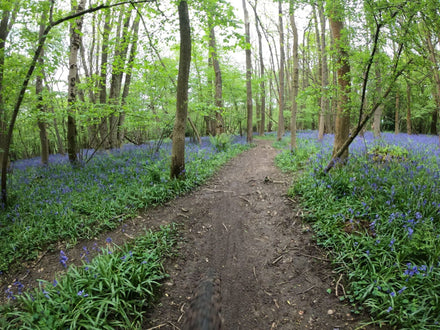 Bluebells in woods