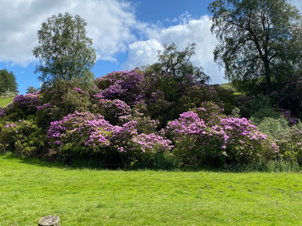 Rhododendrons