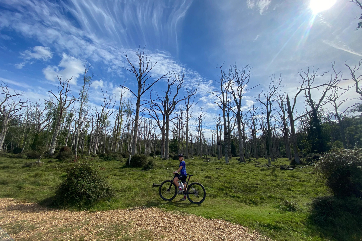RIDE THE NEW FOREST – Pearson Cycles