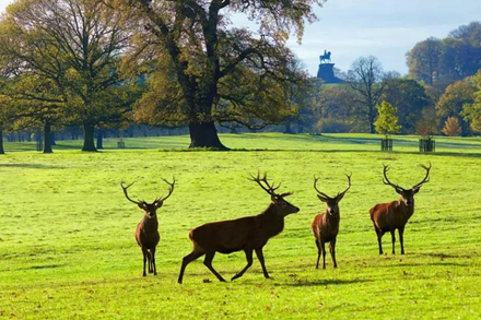 Windsor Great Park